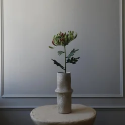 Chrysanthemum blomst, grønn