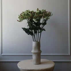 Chrysanthemum blomst, grønn