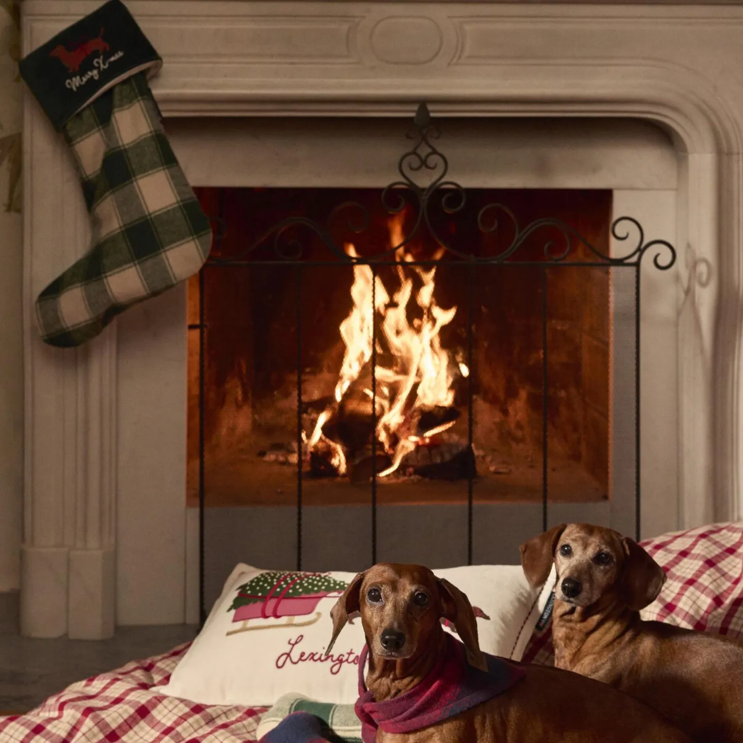 Dog Sleigh Velvet Pillow, white multi