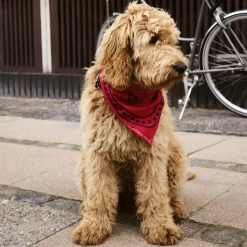 HAY Dogs Skjerf, red