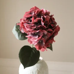 Hydrangea blomst, burgunder