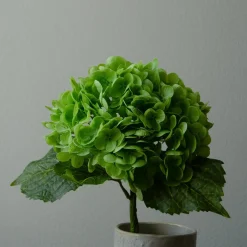Hydrangea blomst, grønn