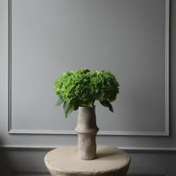 Hydrangea blomst, grønn