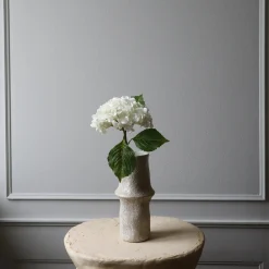 Hydrangea blomst, hvit