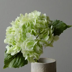 Hydrangea blomst, lysegrønn