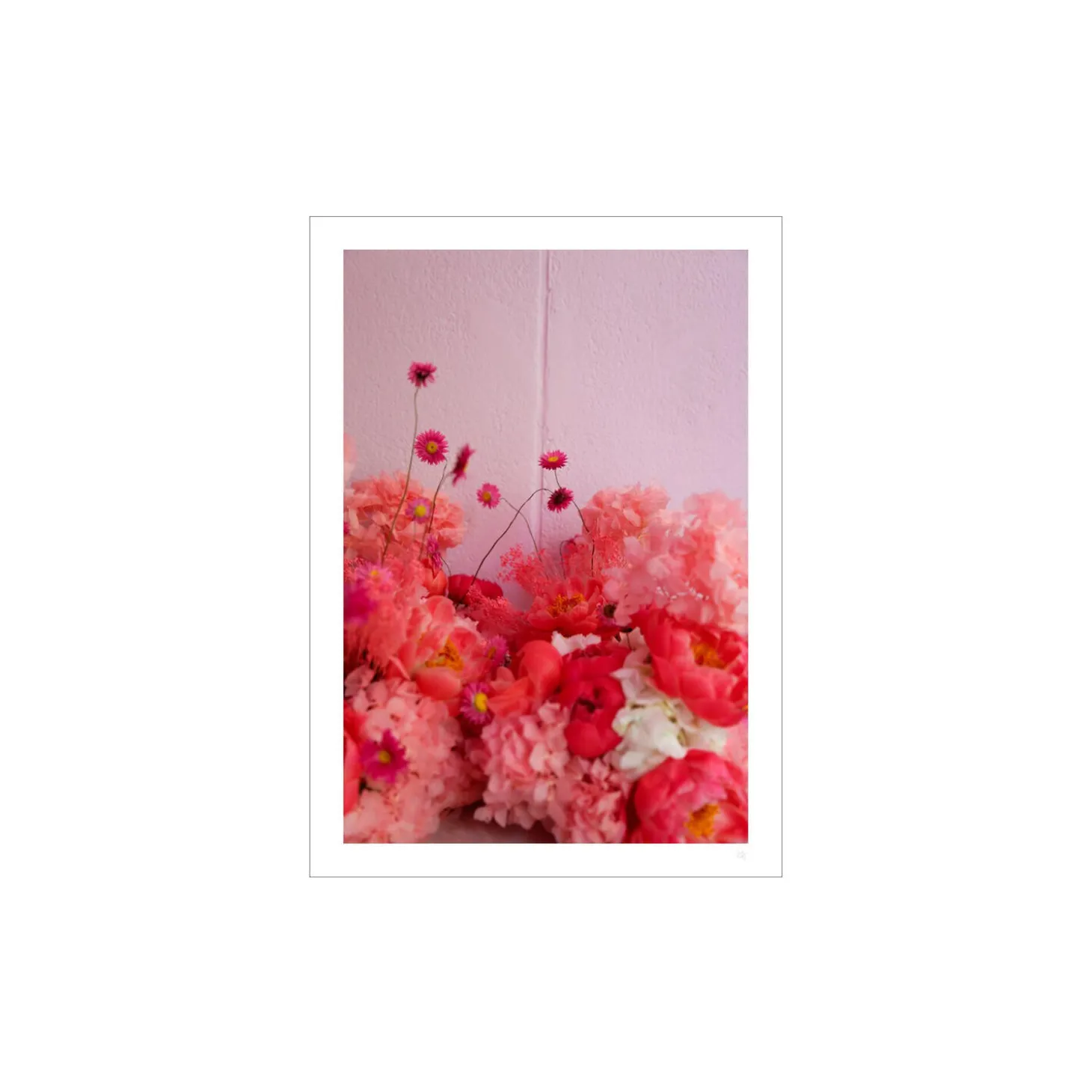 Kirsebærblomst 1