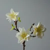 Lily Magnolia Branch, hvit