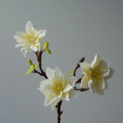 Lily Magnolia Branch, hvit