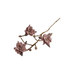 Magnoliagren med blomster, støvet rosa