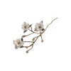 Magnoliagren med blomster, hvit