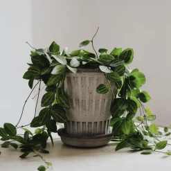 Pantheon RAW set, grå