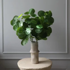 Plum Aralia blader, grønn