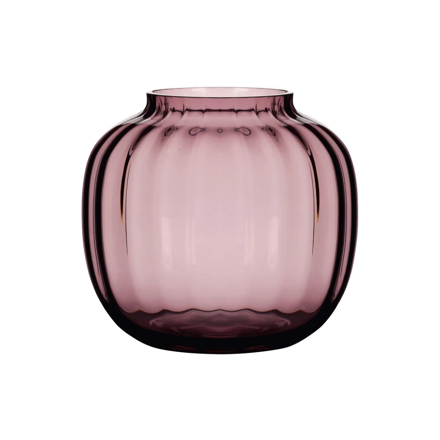 Primula vase, plomme