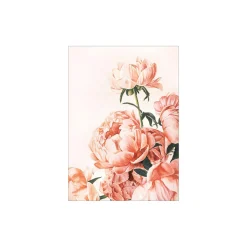 Rosa peoner