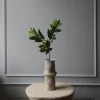 Ruscus blader, grønn