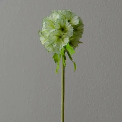 Scabiosa Seed Pod blomst, lysegrønn